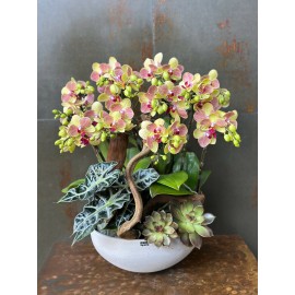 CHẬU LAN HỒ ĐIỆP MINI TAM SẮC